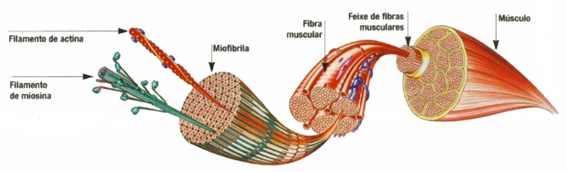 musculacao ou treinamento 03